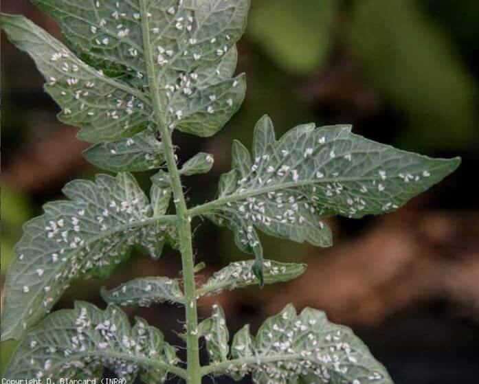 aleurodes sur tomate