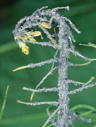 Brevicoryne brassicae damage on oilseed rape