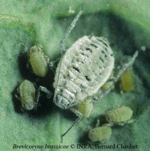 puceron du chou Brevicoryne brassicae