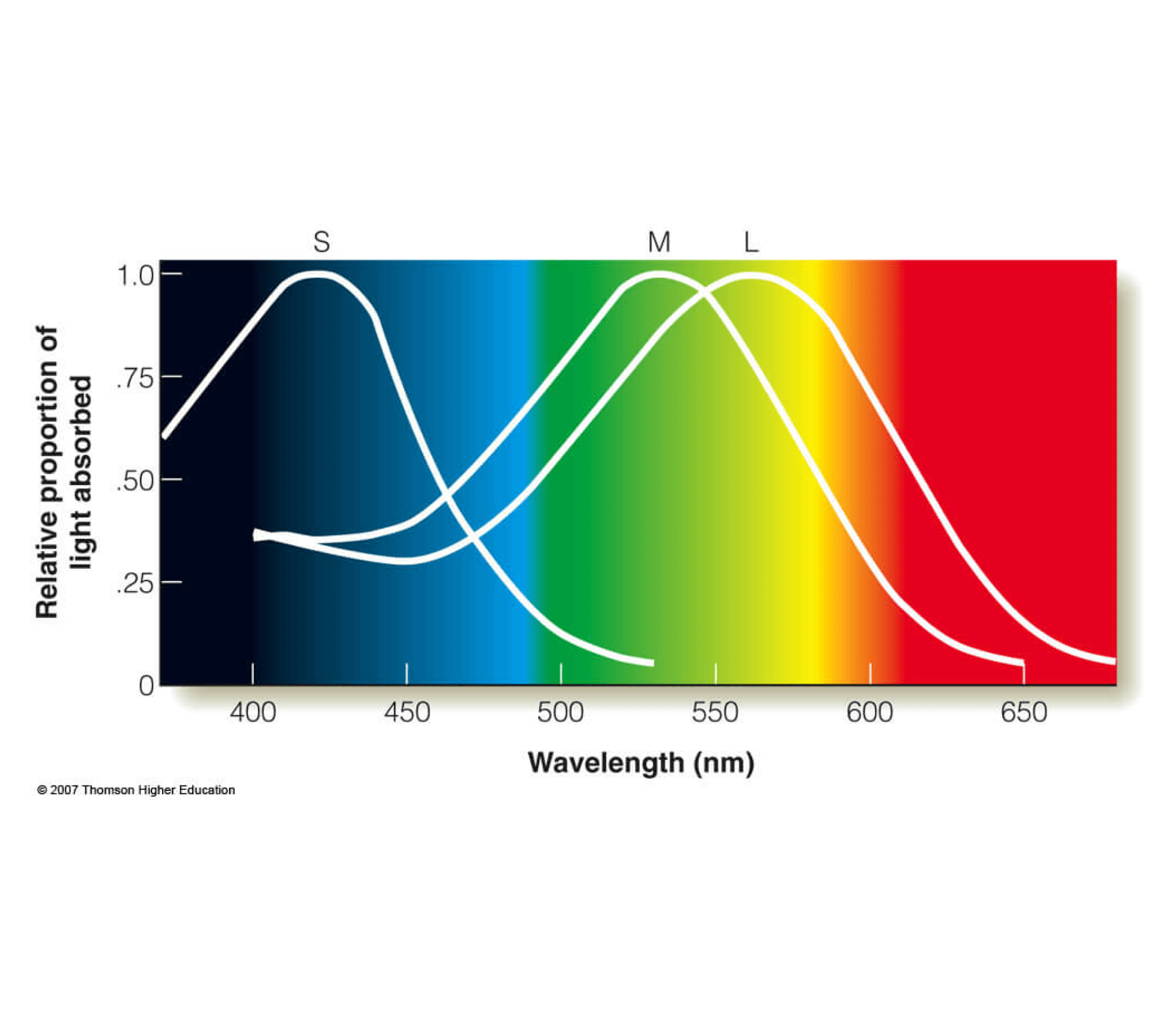 RED Horticulture curve of human vision with associated colors