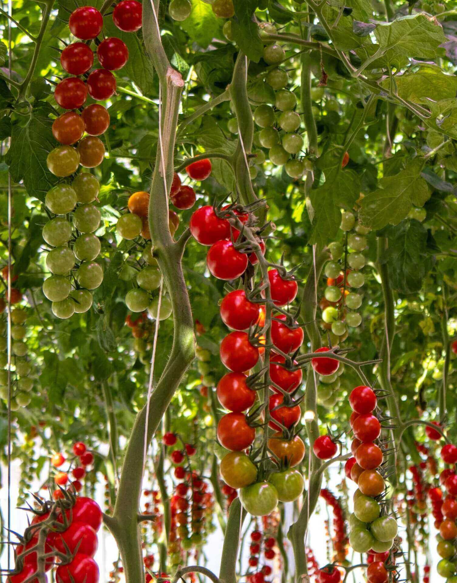 RED Horticulture Delphy Improvement high wire tomatoes photobiology 2