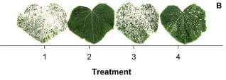 RED Horticulture effects of different light treatments on the development powdery mildew on cucumber leaves