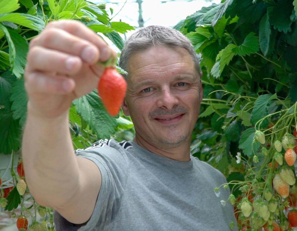 RED Horticulture greenhouse LED light at strawberry customer leost 1