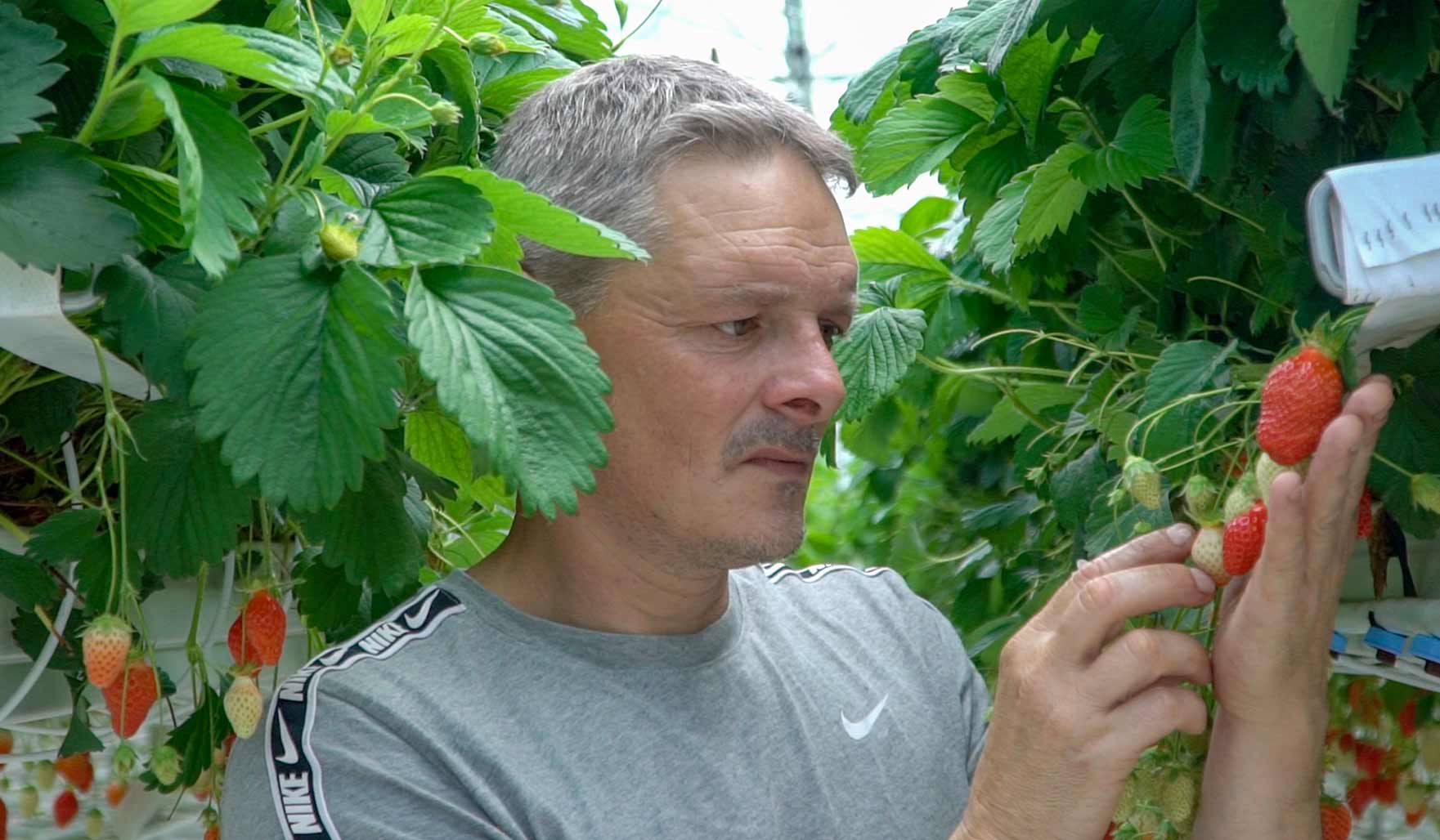 RED Horticulture greenhouse LED light at strawberry customer leost 2