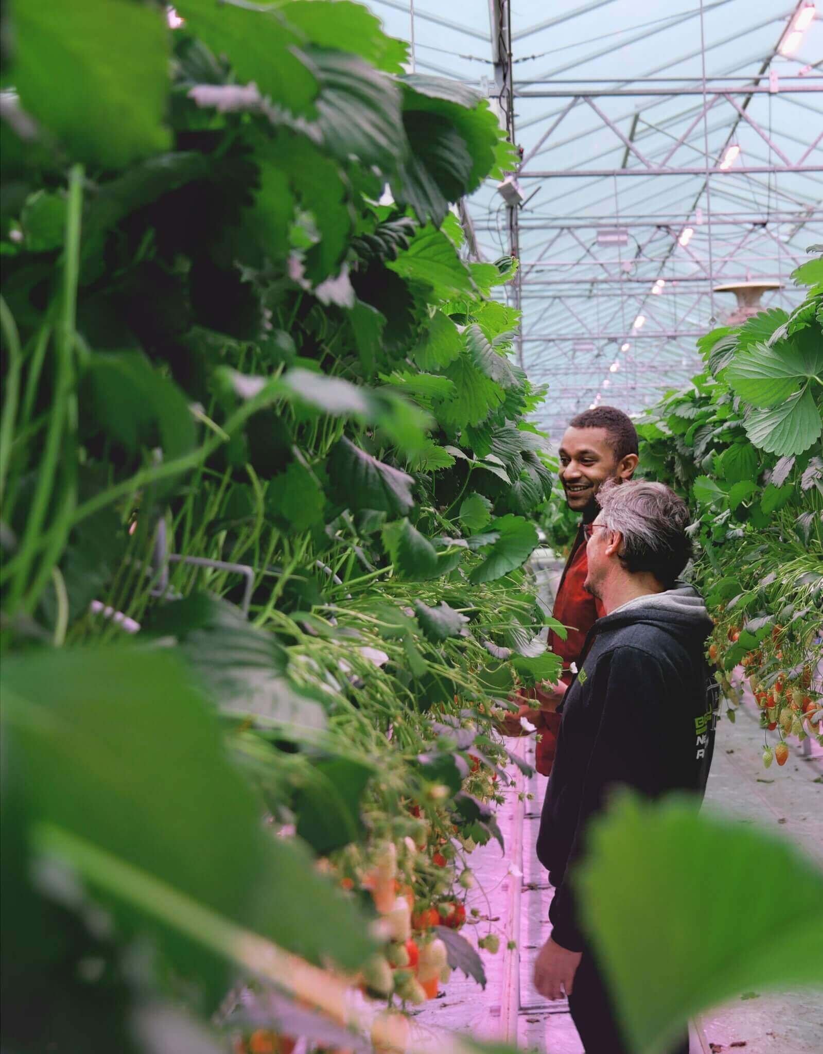 RED Horticulture greenhouse LED light at strawberry customer leost 3