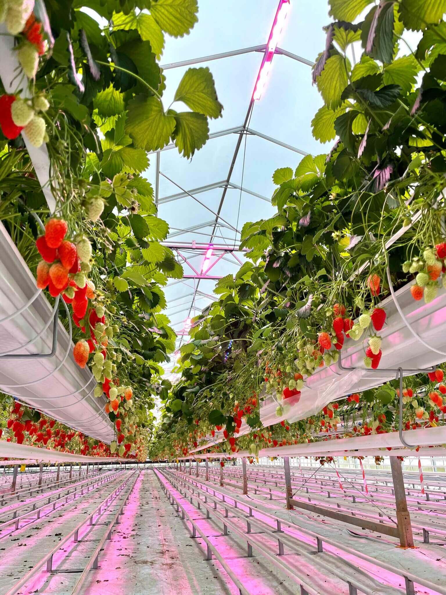 RED Horticulture greenhouse LED light at strawberry customer leost 5