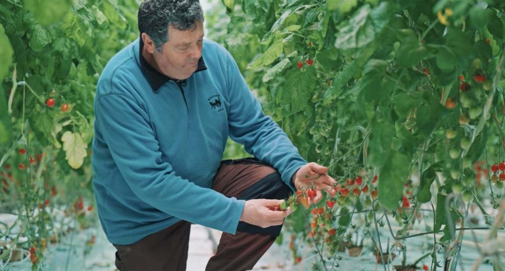 RED Horticulture greenhouse LED light customer high wire cherry tomatoes Philippe Martail