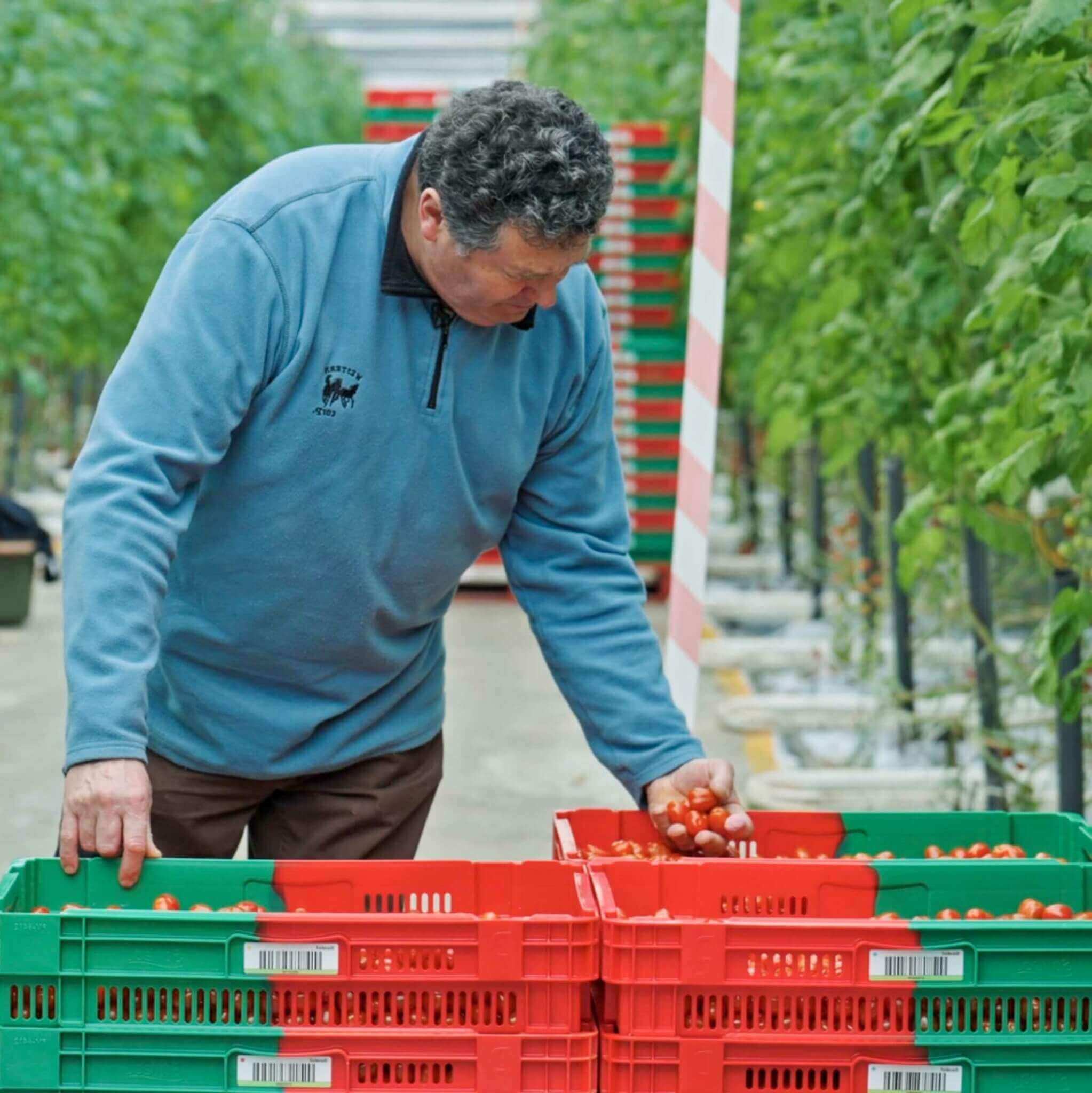 RED Horticulture greenhouse LED light customer high wire cherry tomatoes Philippe Martail 2