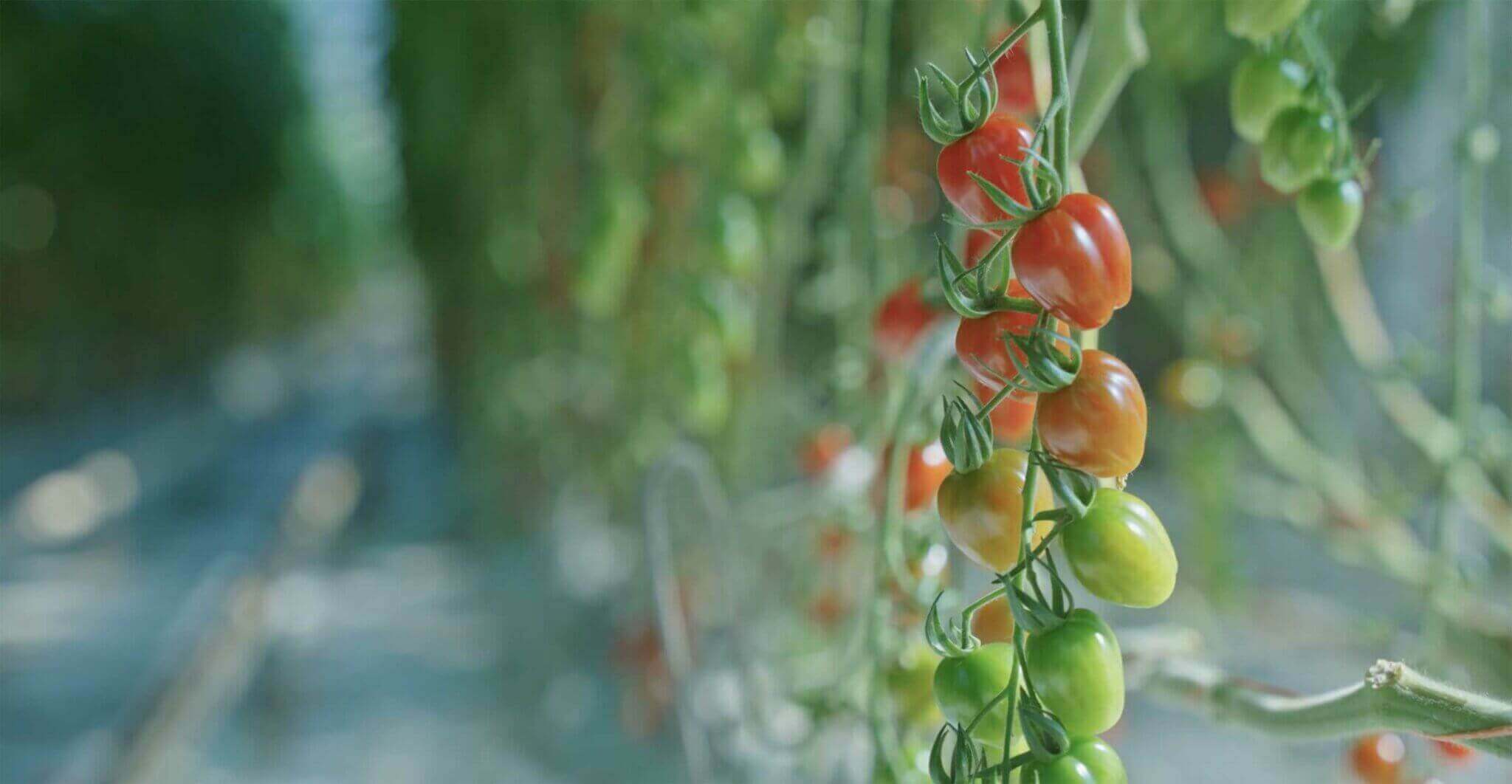 RED Horticulture greenhouse LED light customer high wire cherry tomatoes Philippe Martail 3