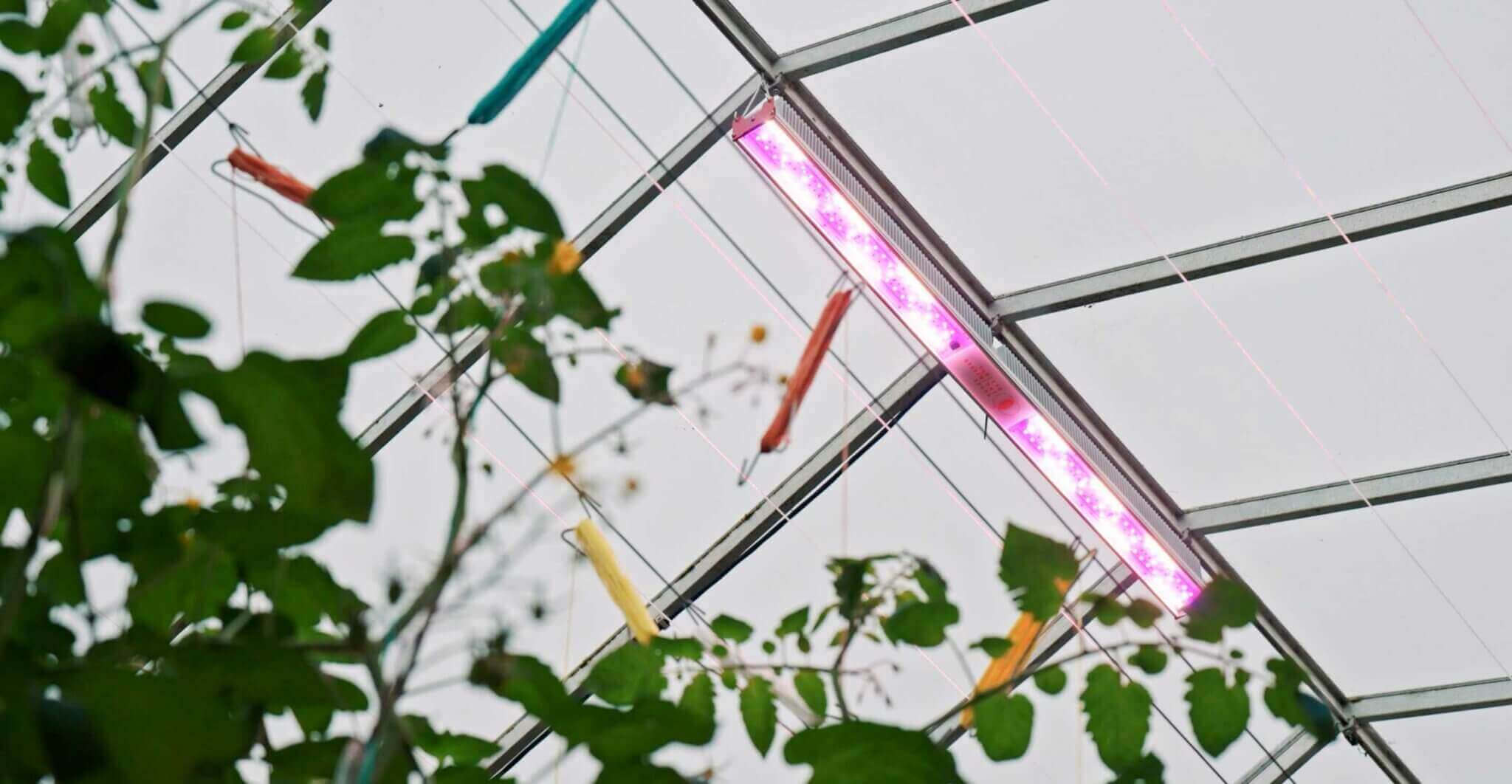 Luminaires à spectre variable RED Horticulture pour optimiser l'éclairage des chapelles ombragées