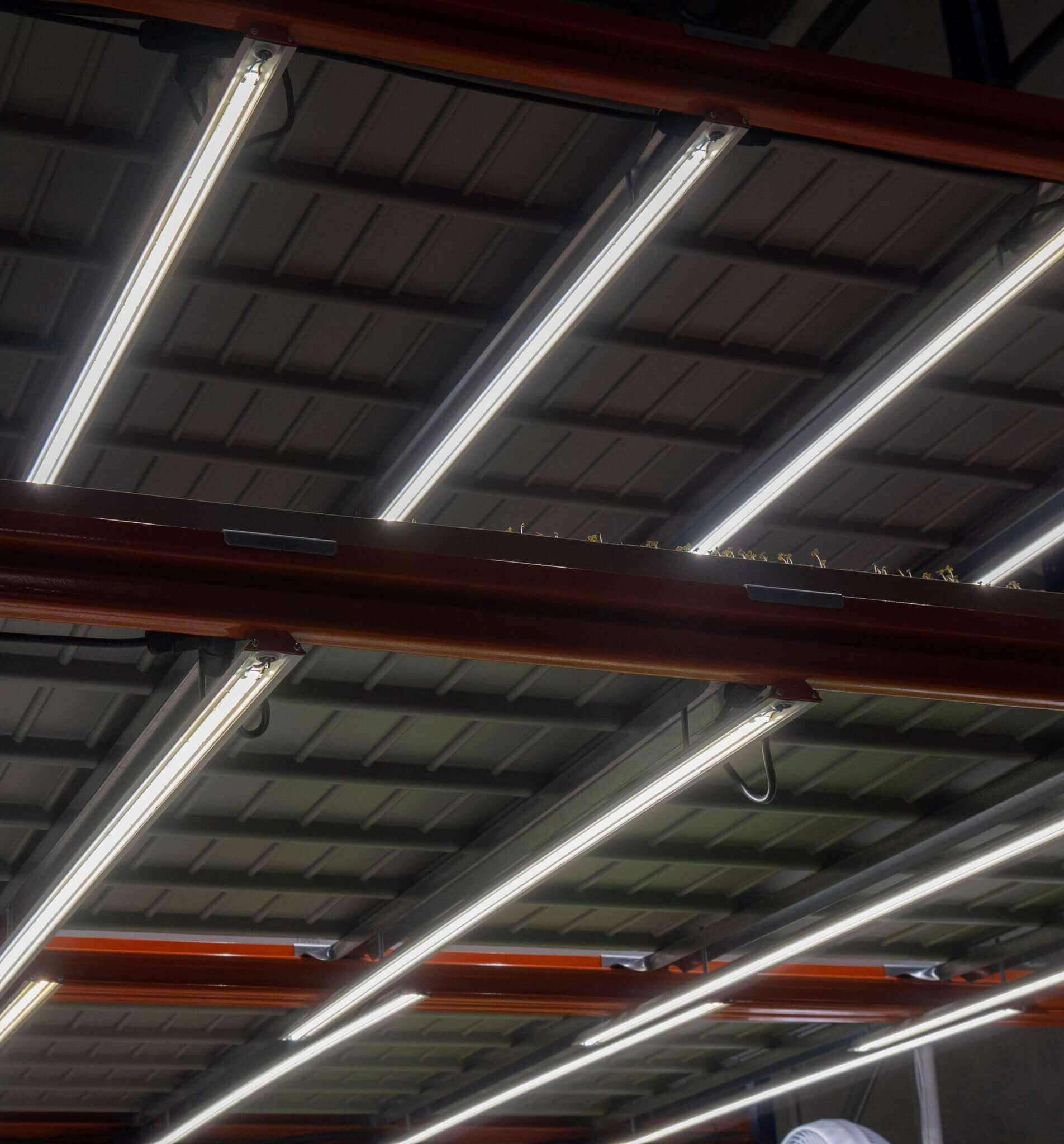 RED Horticulture greenhouse LED lighting customer Les Pousses d’Or 3