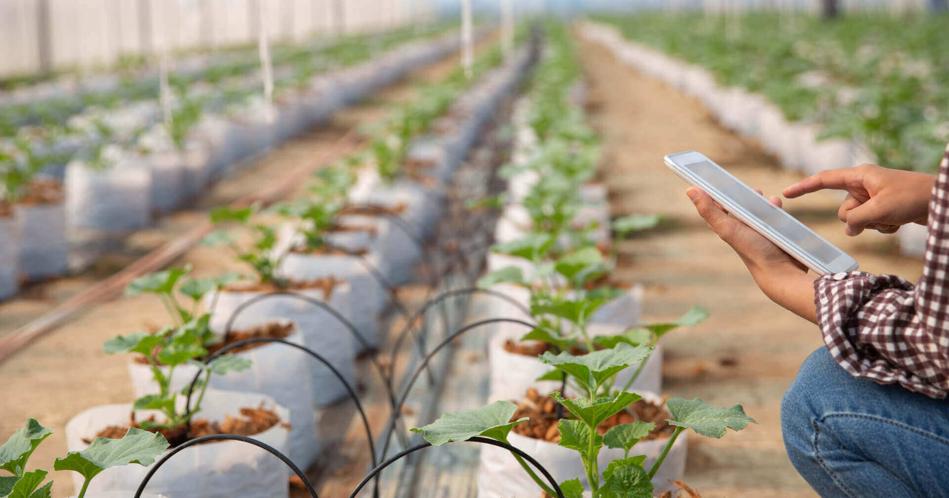 RED Horticulture greenhouse light and fertilization