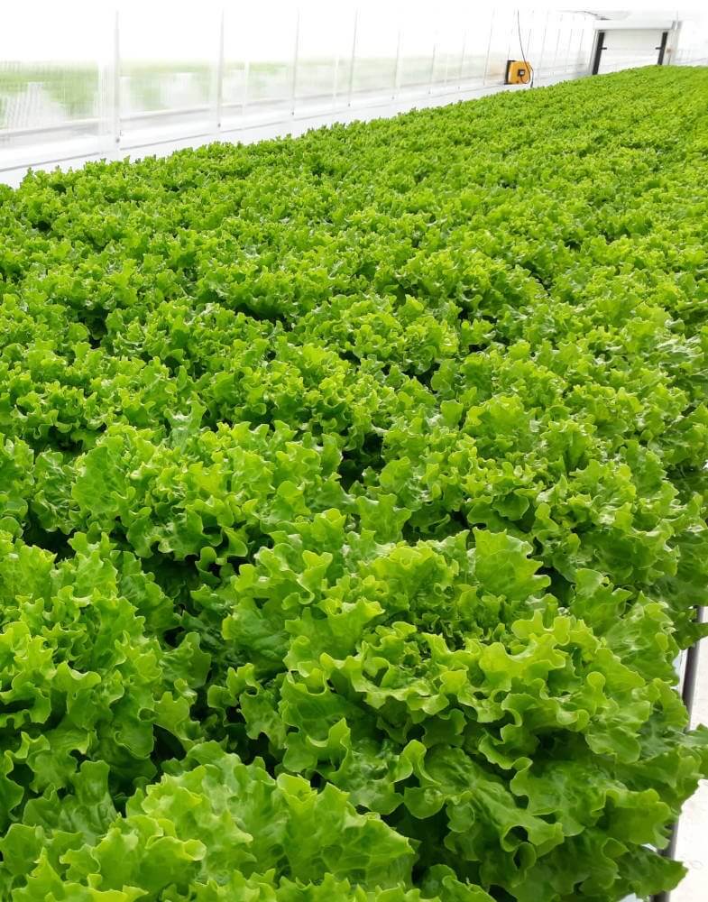 RED Horticulture LED lighting customer les Crudettes lettuce