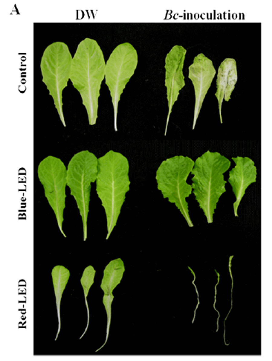 RED Horticulture lettuce leaves exposed to distilled water according to the light spectrum used