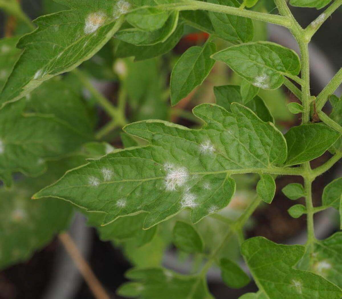 RED Horticulture light management, an alternative method of combating fungi