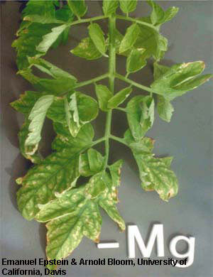 RED Horticulture overview nutritional disorder deficiencies of tomato plant magnesium