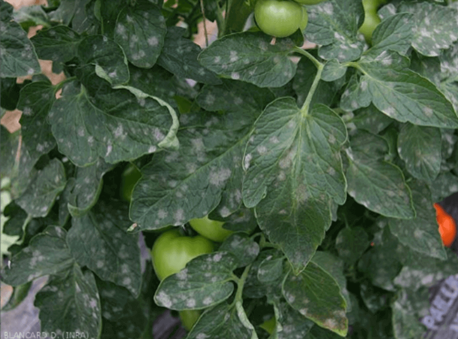 RED Horticulture powdery mildew symptoms on tomato plants