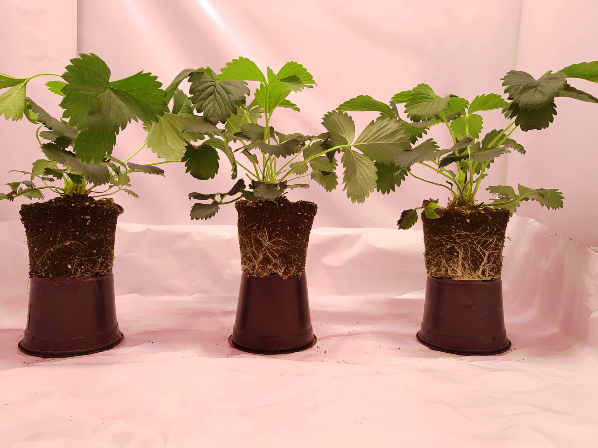 RED Horticulture strawberry light treatments on root development