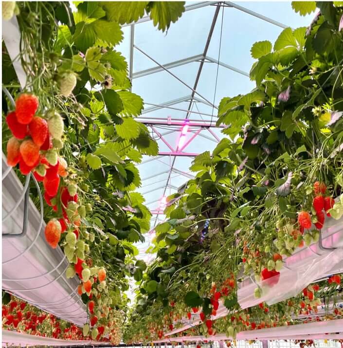 Culture de fraises en serre avec éclairage LED dynamique.