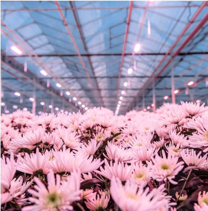 RED Horticulture chrysanthemums LED smart lighting