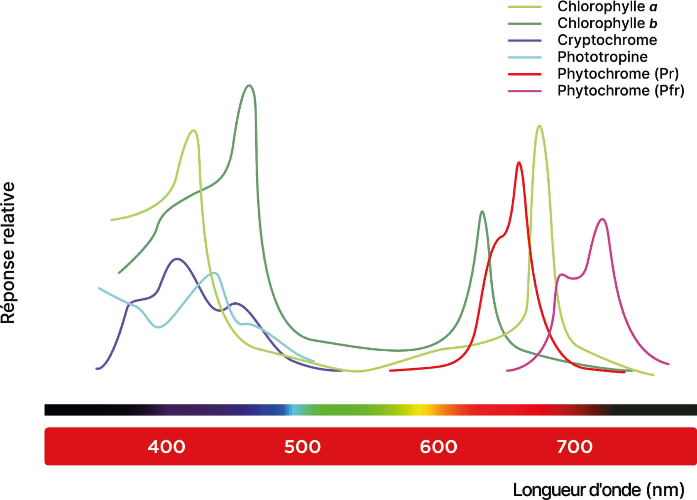 RED Horticulture photobiology chloropyl