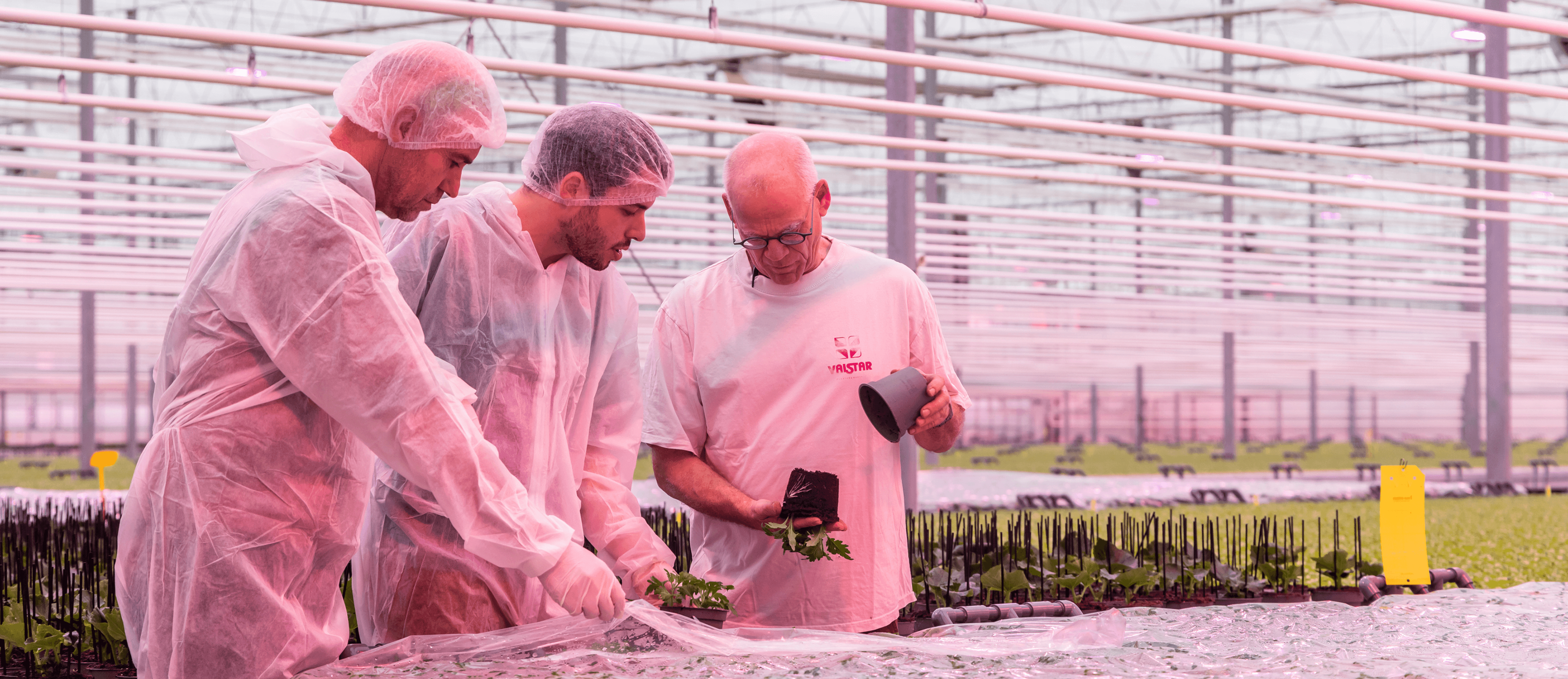 Serre de production de jeunes plants avec éclairage LED optimisé, Vallstar, Pays-Bas.