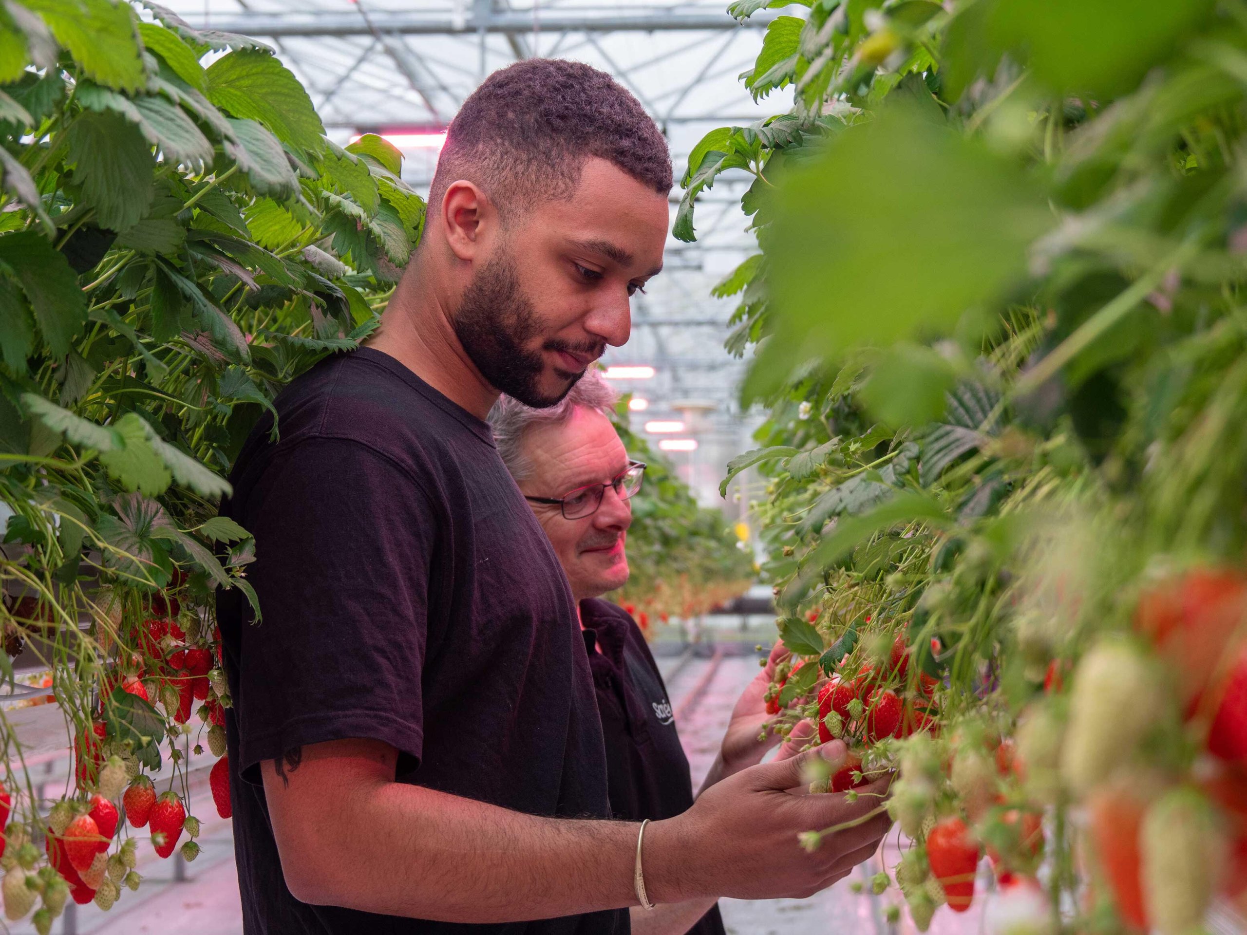 RED Horticulture greenhouse LED light at strawberry customer leost