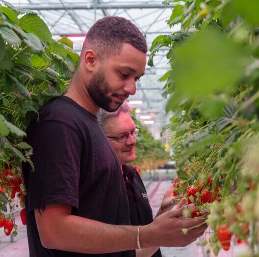 RED Horticulture greenhouse LED light at strawberry customer leost