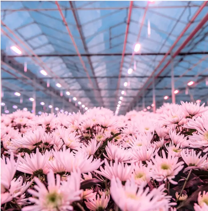 Solution full led pour chrysanthèmes