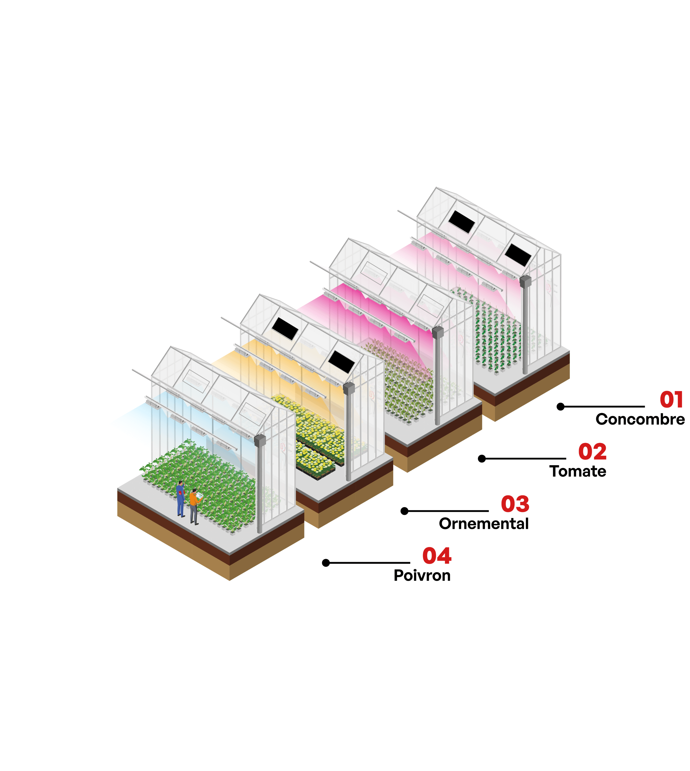 Illustration stratégie éclairage pour culture en serre.