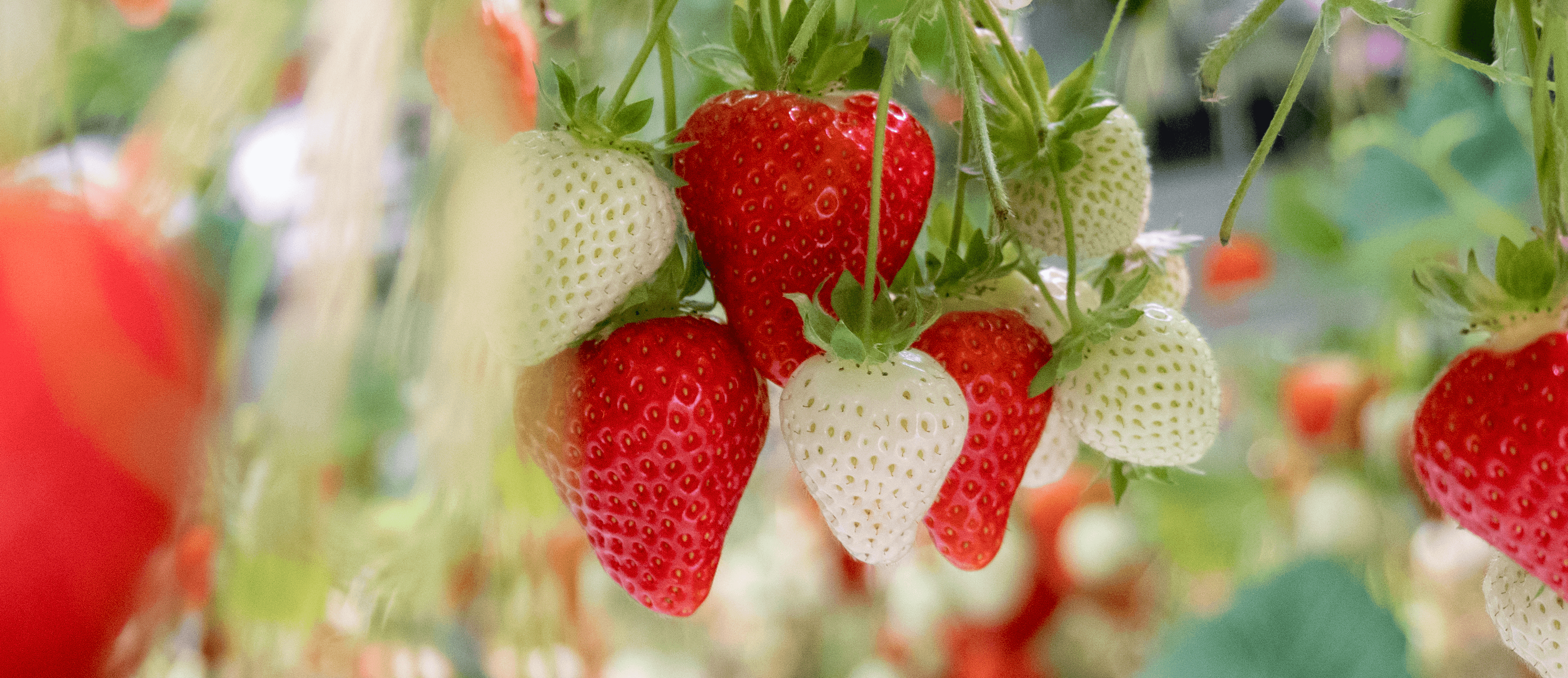 RED Horticulture LED light greenhouse solutions soft fruit strawberries