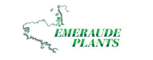 RED Horticulture LED lighting customer Emeraude Plants, producteur de jeunes plants français