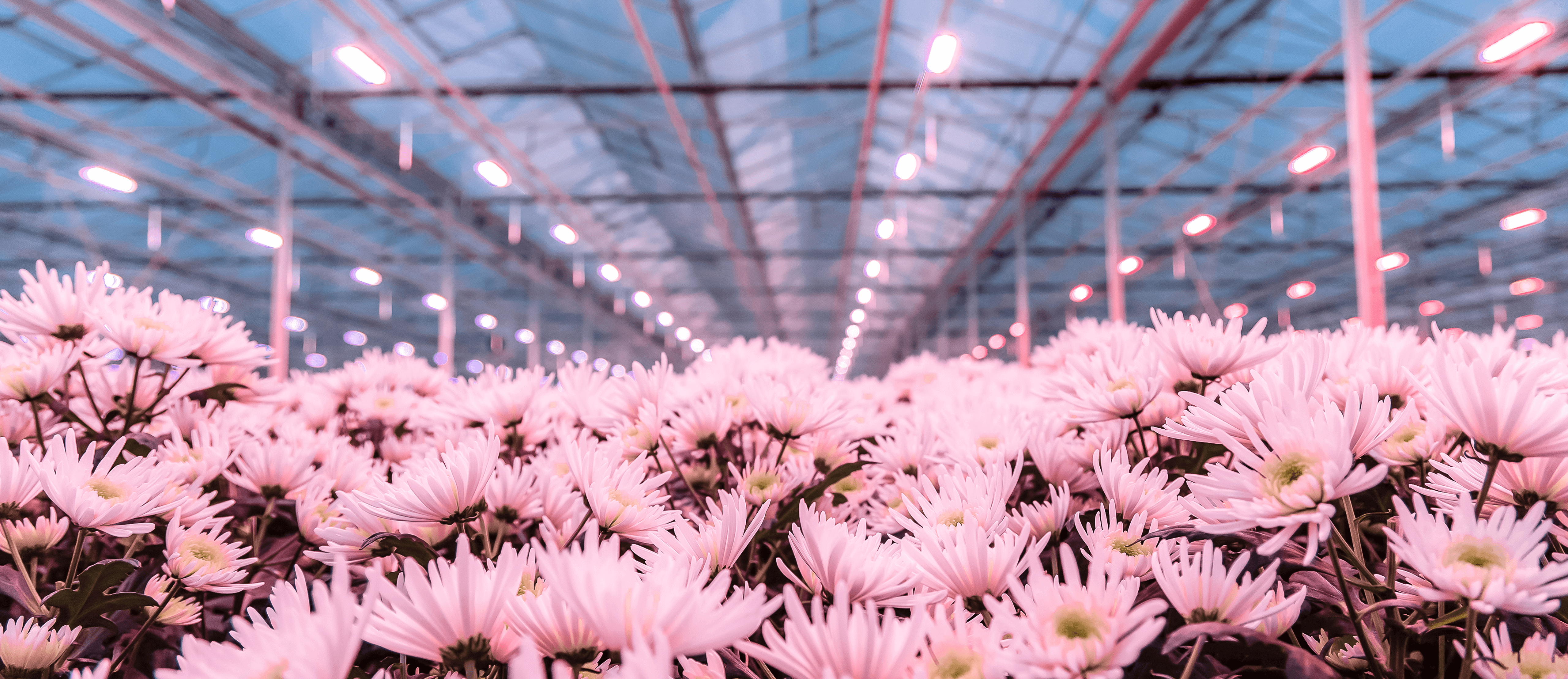 RED Horticulture LED lighting solution flex and bloom chrysanthemums 2