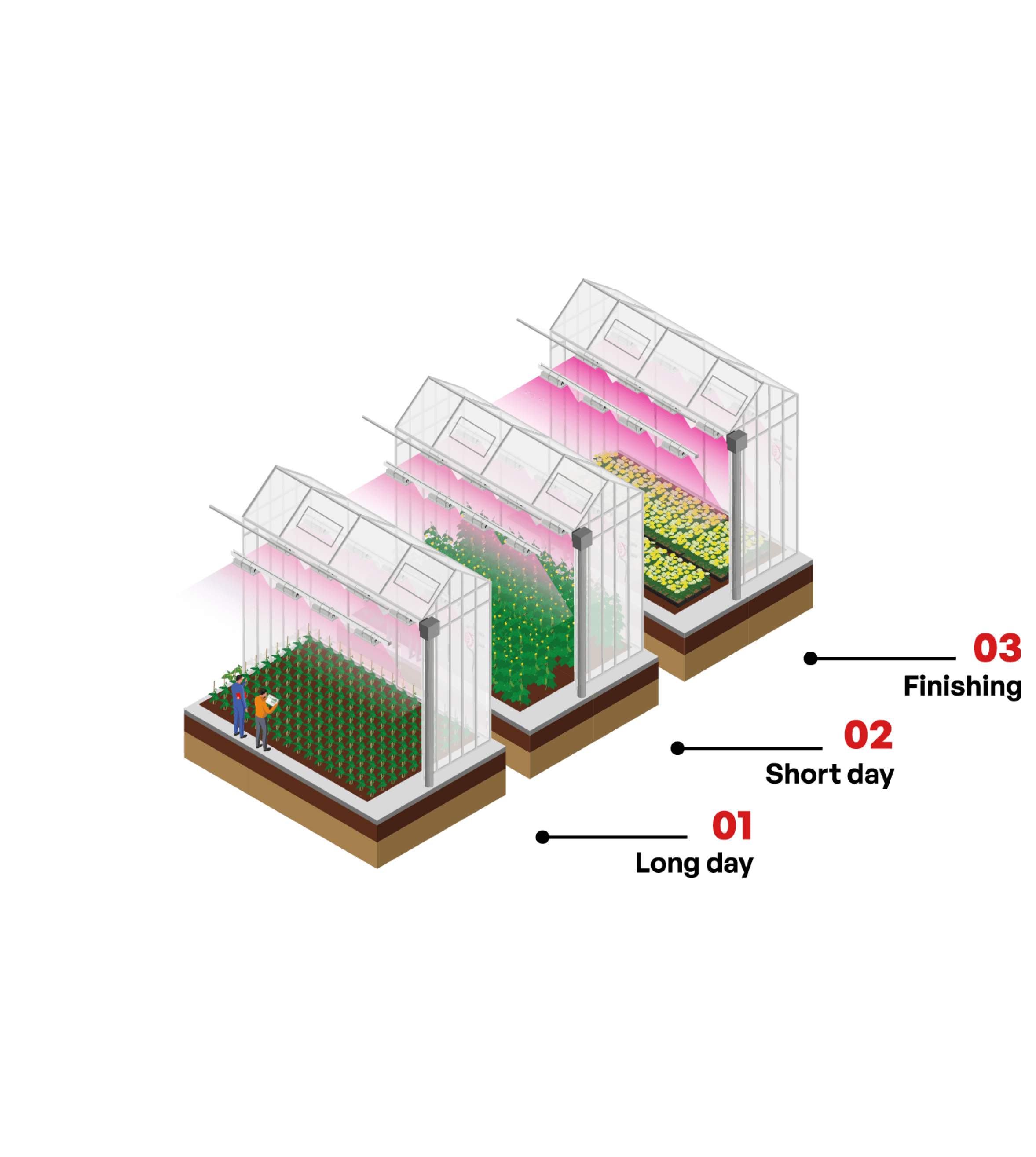 RED Horticulture LED lighting solution flex and bloom chrysanthemums system flexibility