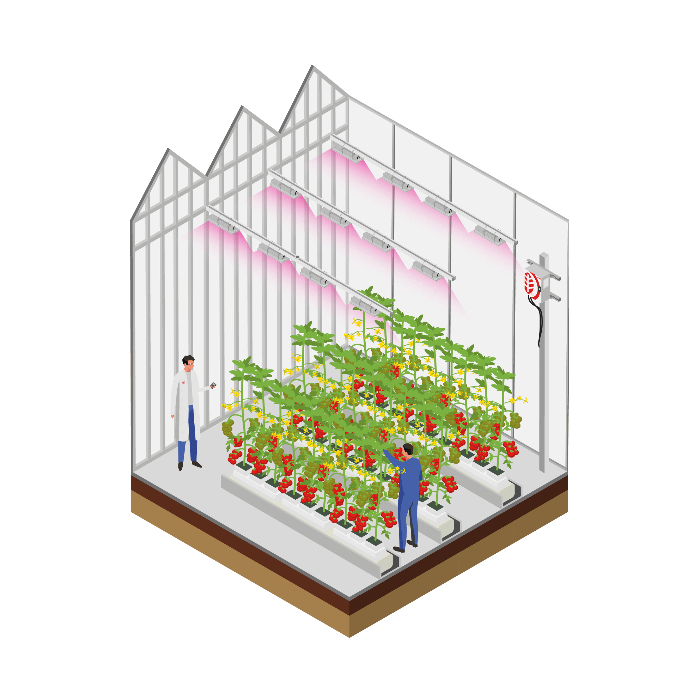 Illustration d'une salle de culture maraichère avec flash lumineux de far red sur culture de tomates.