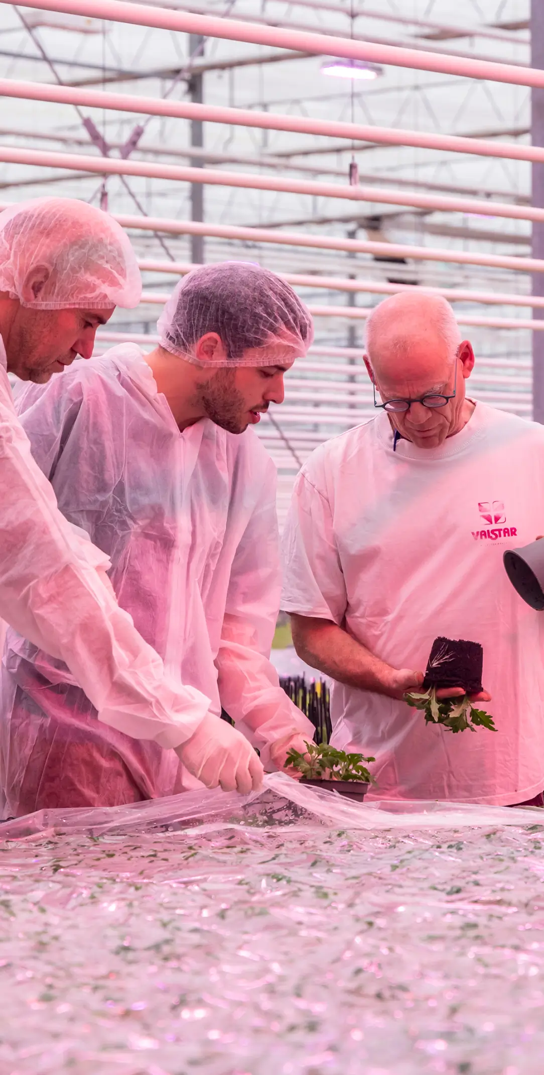 Accompagnement agronomique pour optimiser les stratégies d'éclairage en milieu fermé