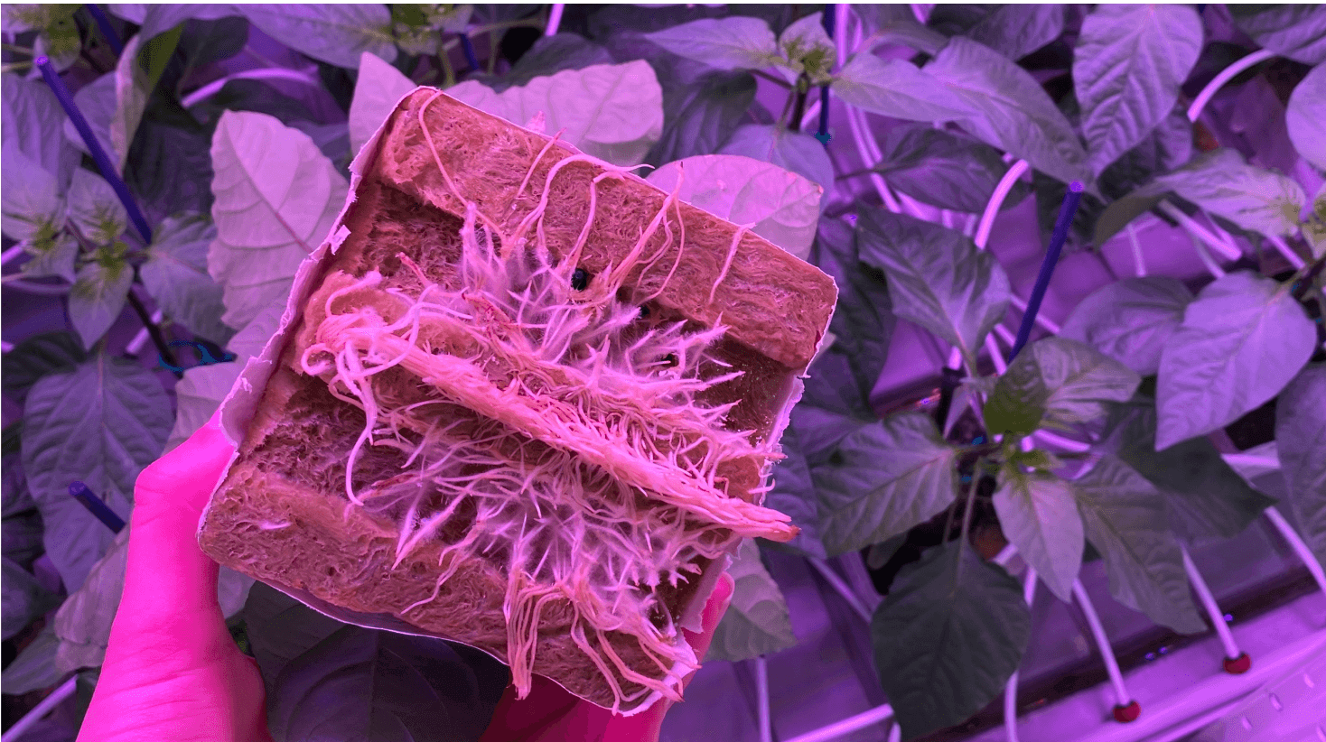 Rooting young plant under RED Horticulture dynamic lighting